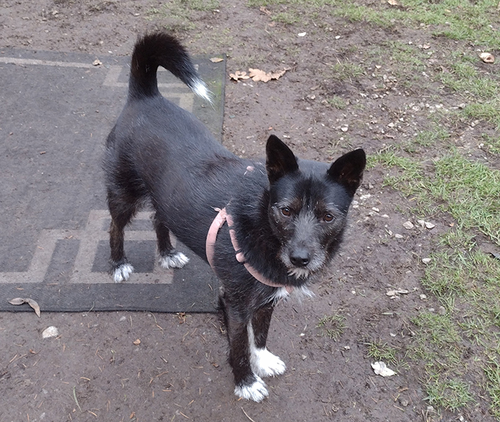 Karia the Korean street dog adapts to island life