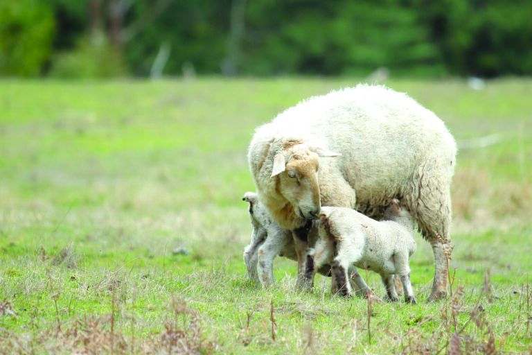 Sheep breeders seek Salt Spring members