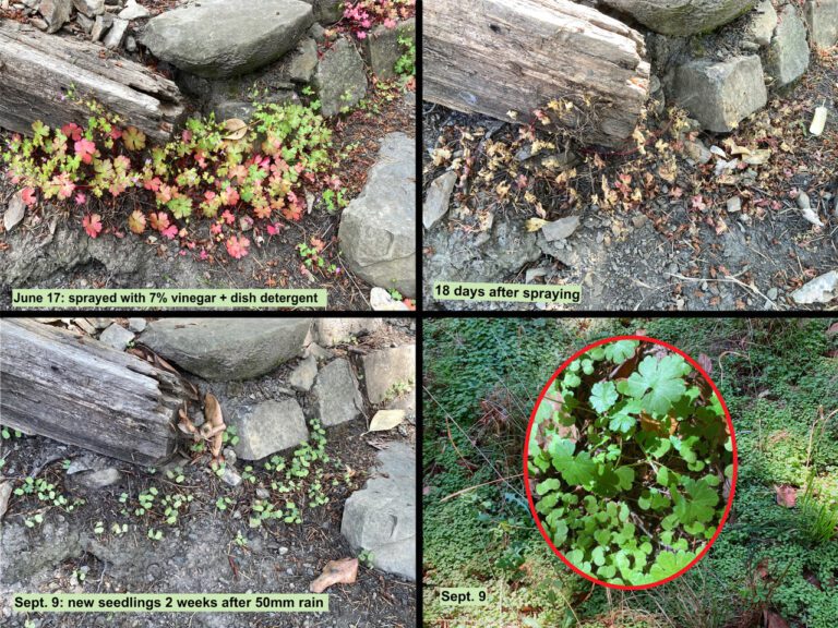 Invasive shiny geranium pops up with rain