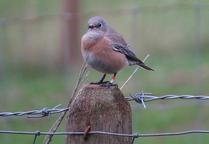 Volunteers needed for nest box maintenance