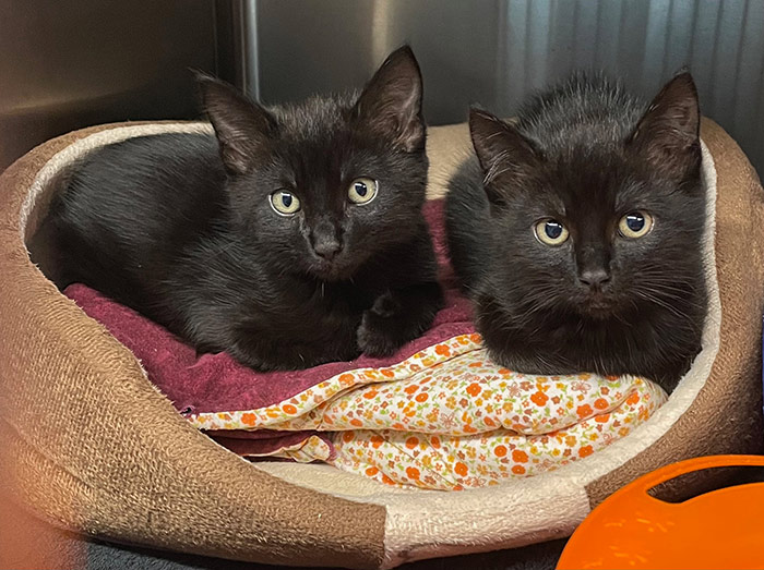 Matching donors boost cat rescue campaign