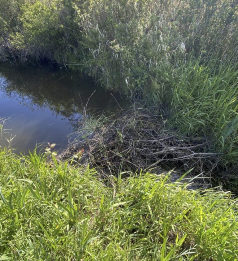 Weir project could help Duck Creek wildlife