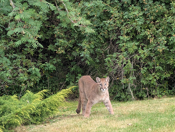 Cougar seen on Booth Canal Road and in Maliview