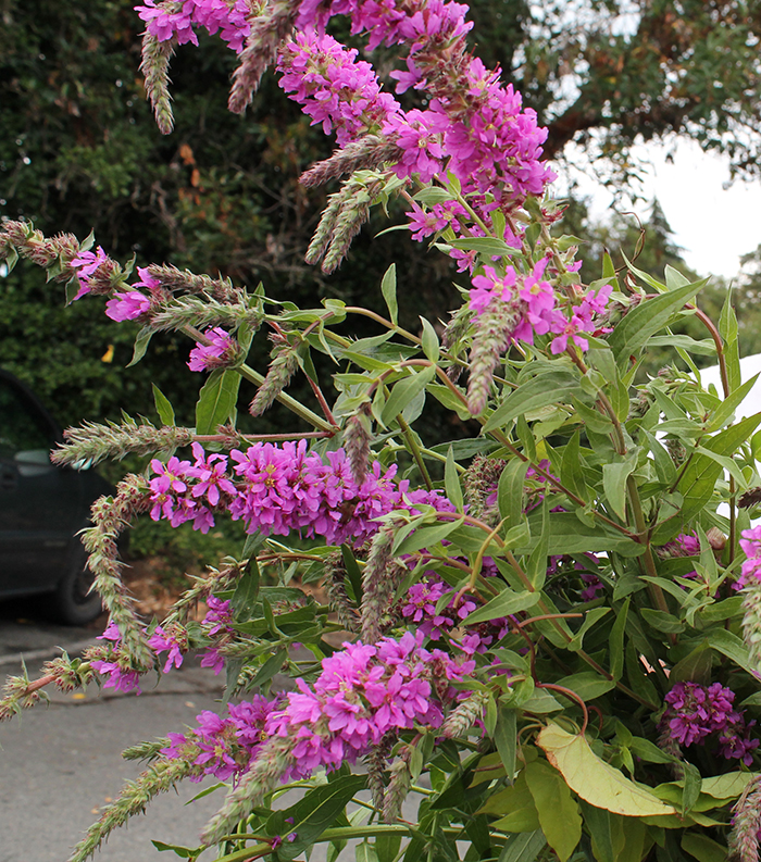 Purple loosestrife detected at Cusheon Lake