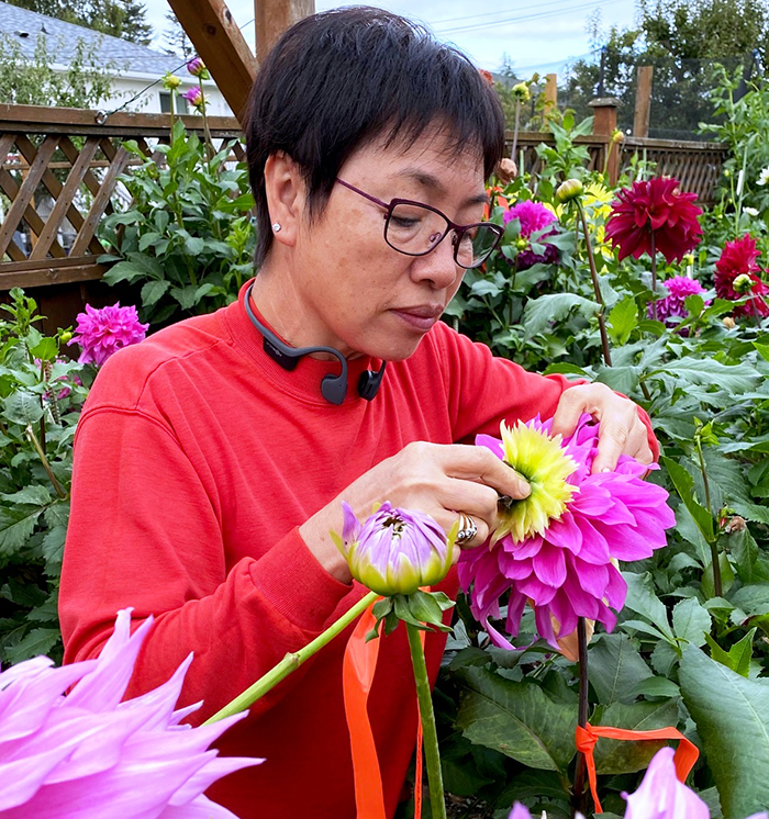 ‘Dahlia Queen’ next garden club guest