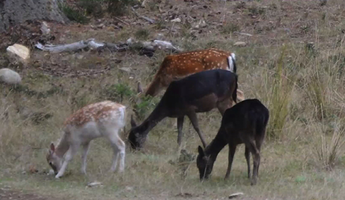 Fallow deer ‘ticking time bomb’ explodes