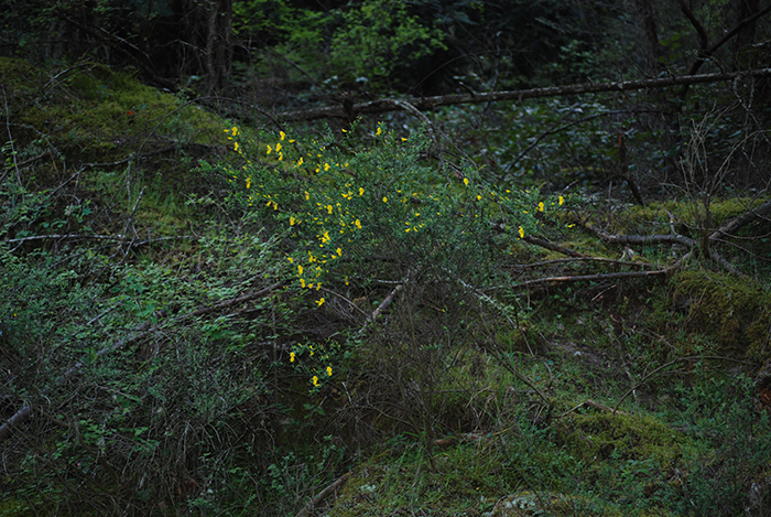 Viewpoint: Try courtship, not war